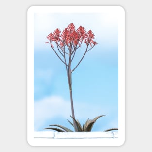 Tall Flowering Aloe Sticker